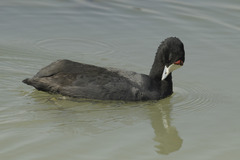 Fulica cristata