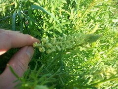 Reseda lutea