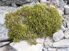 Phyllodoce glanduliflora