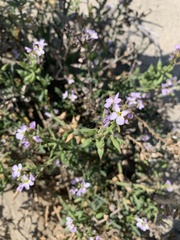 Cakile maritima