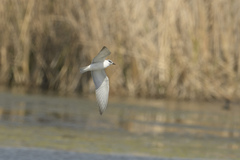 Chlidonias leucopterus
