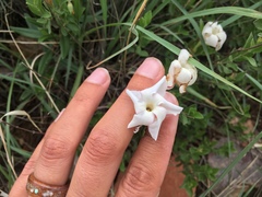 Mandevilla brachysiphon