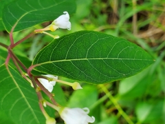 Apocynum androsaemifolium