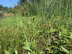 Cyperus eragrostis
