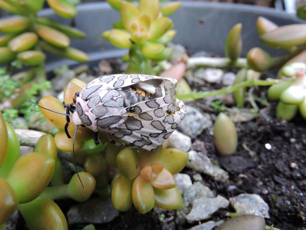Hypercompe aramis