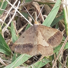 Isturgia arenacearia