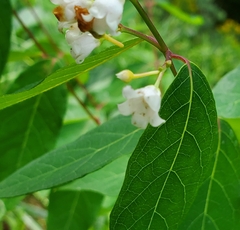 Apocynum androsaemifolium