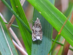 Syricoris lacunana