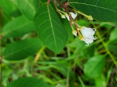 Apocynum androsaemifolium