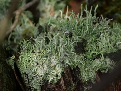 Cladonia coniocraea