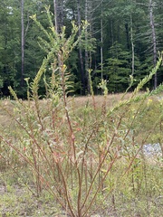 Oenothera parviflora