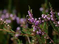 Sericomyia silentis