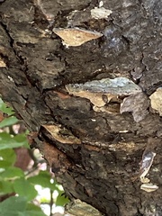 Fuscopostia fragilis