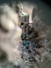 Chlorociboria aeruginascens