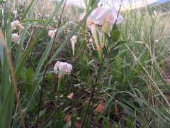 Mandevilla brachysiphon