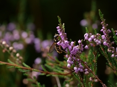 Sericomyia silentis