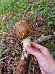 Agaricus augustus