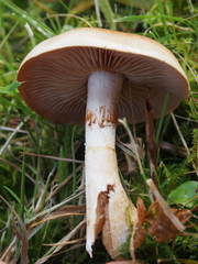 Cortinarius caninus