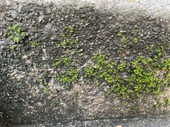 Tortula muralis