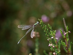 Lestes virens