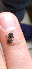 Melipona torrida