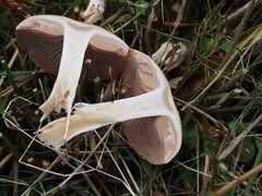 Cortinarius caninus