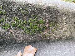 Tortula muralis