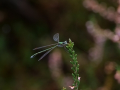 Lestes virens