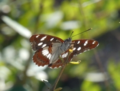 Limenitis reducta