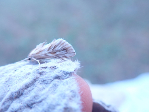 Cynaeda dentalis