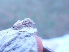 Cynaeda dentalis