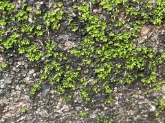 Tortula muralis