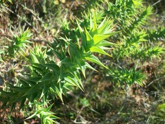Aspalathus cordata