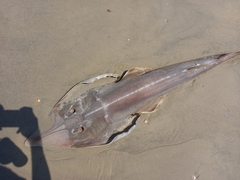 Glaucostegus cemiculus