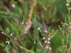 Lestes virens