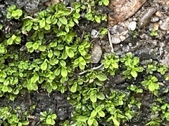 Tortula muralis