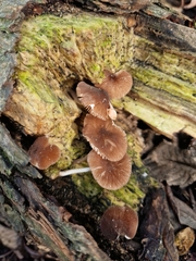 Pluteus longistriatus