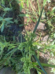 Cyperus eragrostis