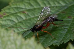 Pimpla