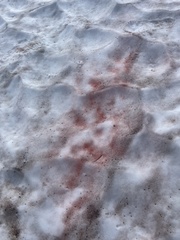 Chlamydomonas nivalis