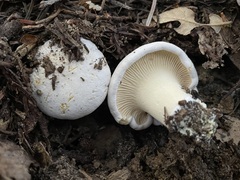 Cantharellus subalbidus