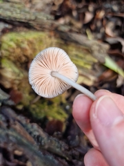 Pluteus longistriatus