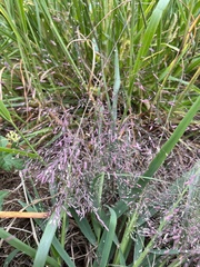 Eragrostis spectabilis