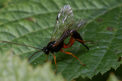 Pimpla