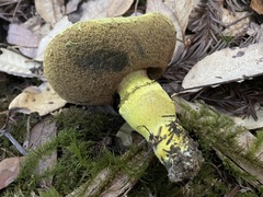 Pulveroboletus