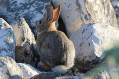 Sylvilagus nuttallii