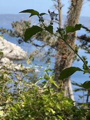 Solanum douglasii