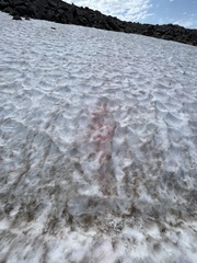 Chlamydomonas nivalis