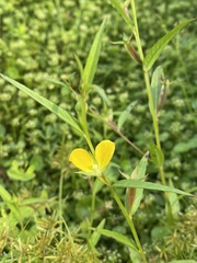 Ludwigia linifolia