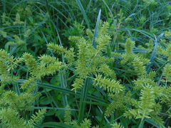 Cyperus odoratus